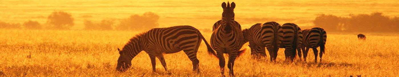 kenya airways phone number uk london